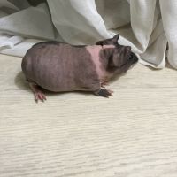 Mâle cochon d’inde skinny