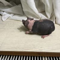 Mâle cochon d’inde skinny #3