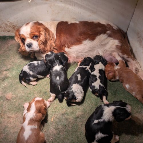 Cavalier king charles #1