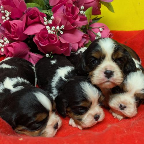 Cavalier king charles #3
