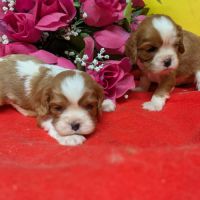 Cavalier king charles #2
