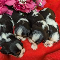Cavalier king charles #4