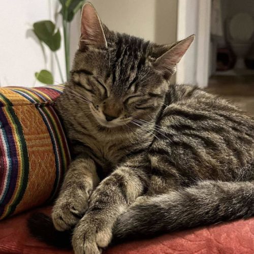 Neptune, aussi câline que joueuse #0