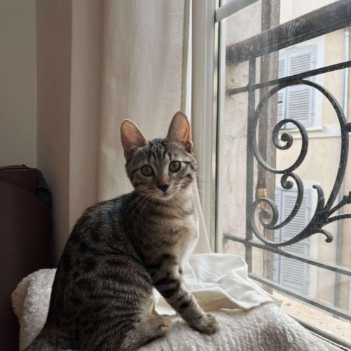 Neptune, aussi câline que joueuse #3