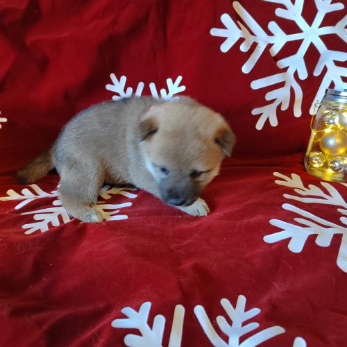 Magnifiques shiba inu lof #1