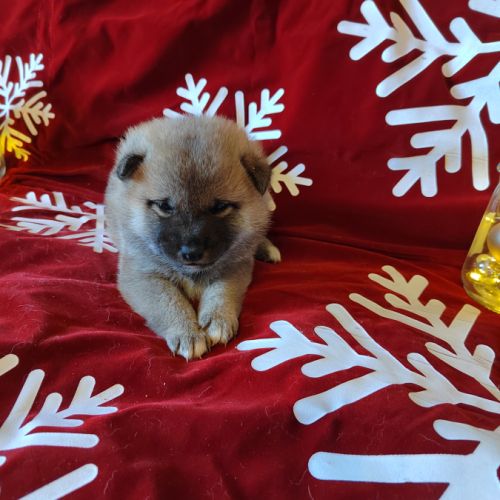 Magnifiques shiba inu lof #4