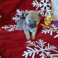 Magnifiques shiba inu lof