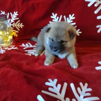 Magnifiques shiba inu lof #3