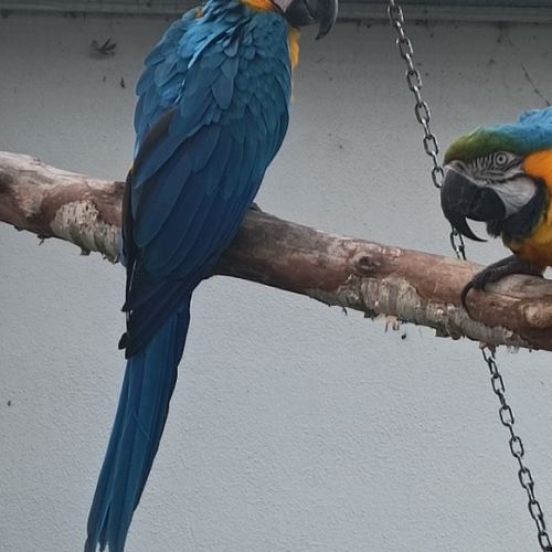 Perroquet ara ararauna femelle 2025 #1