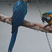 Perroquet ara ararauna femelle 2025 #1