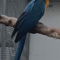 Perroquet ara ararauna femelle 2025