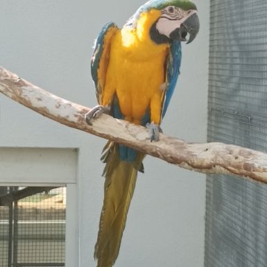 Perroquet ara ararauna femelle 2024 #2