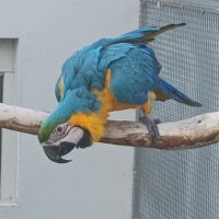 Perroquet ara ararauna femelle 2024