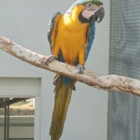 Perroquet ara ararauna femelle 2024 #2