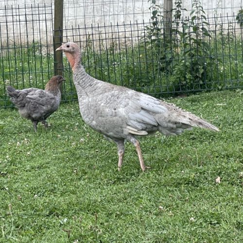 Dindons bleu de suède