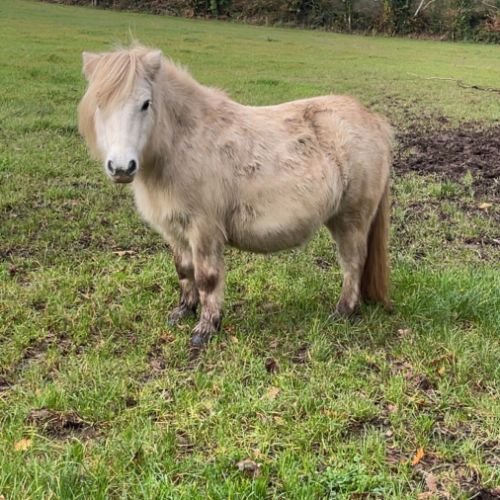 Poulinière taille à