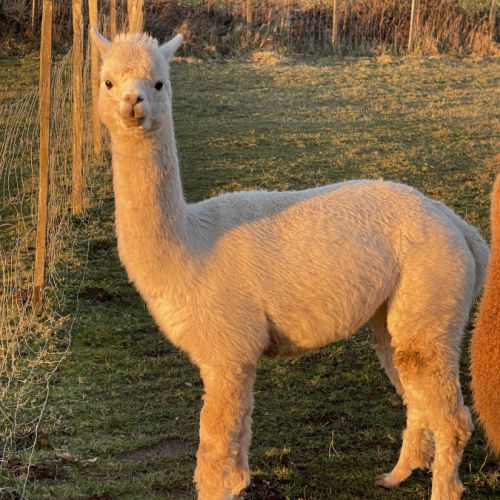 Femelle alpaga 13 ans