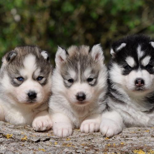 Superbes chiots husky lof #1