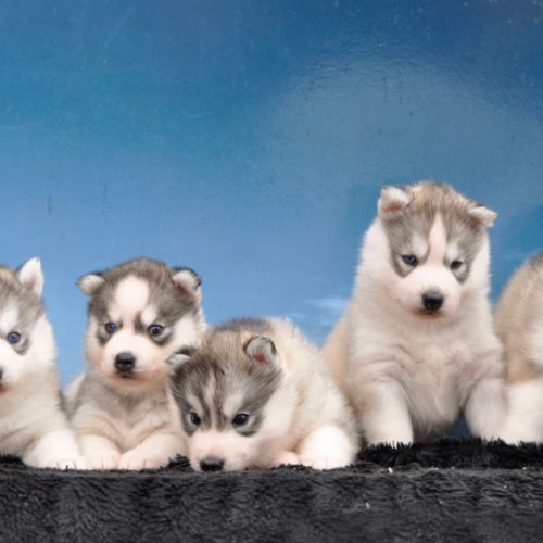 Superbes chiots husky lof #2