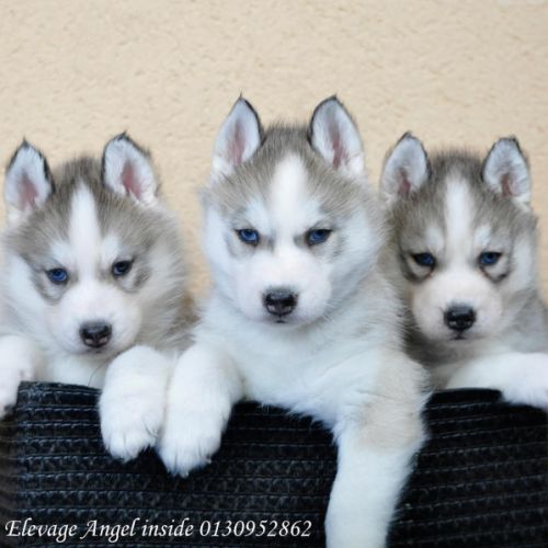 Superbes chiots husky lof #3