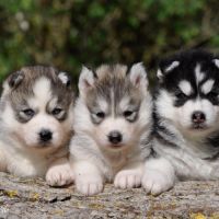 Superbes chiots husky lof #1