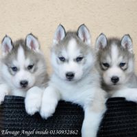 Superbes chiots husky lof #3