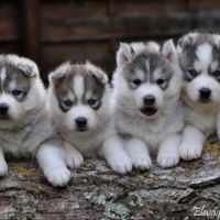 Superbes chiots husky lof