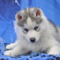 Superbes chiots husky lof #5