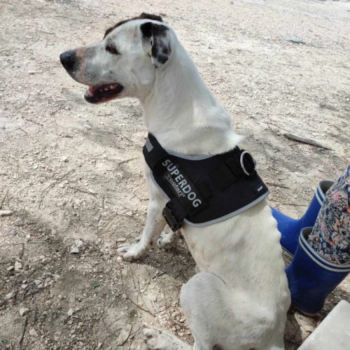 Jack, 4 ans,  un amour de chien