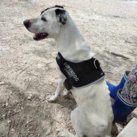 Jack, 4 ans,  un amour de chien #0