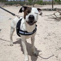 Jack, 4 ans,  un amour de chien #4