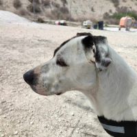 Jack, 4 ans,  un amour de chien #5