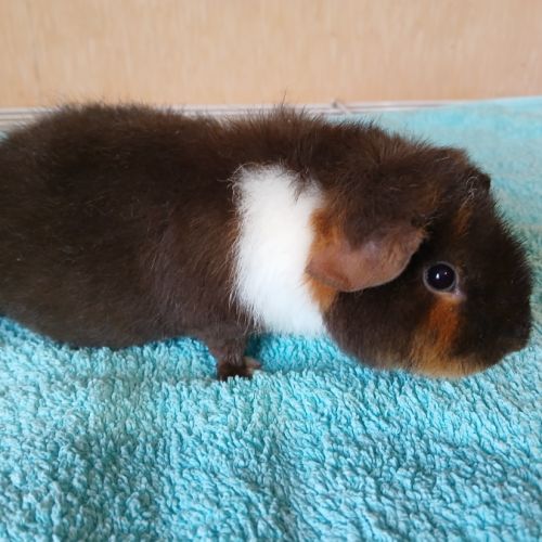 Petits frères cochons d'inde us teddy pure race