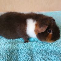 Petits frères cochons d'inde us teddy pure race #0