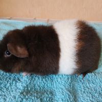 Petits frères cochons d'inde us teddy pure race #2