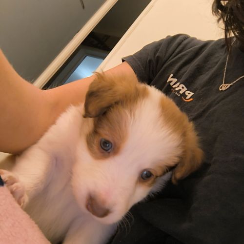 Chiots border collie