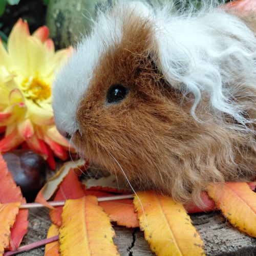 Deux adorables cochons d'inde de pure race texel #1