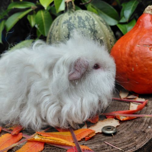 Deux adorables cochons d'inde de pure race texel