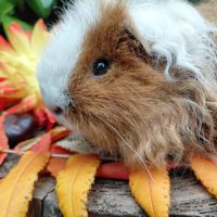 Deux adorables cochons d'inde de pure race texel #2