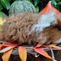 Deux adorables cochons d'inde de pure race texel #3