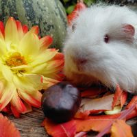 Deux adorables cochons d'inde de pure race texel #5