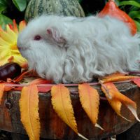 Deux adorables cochons d'inde de pure race texel #6