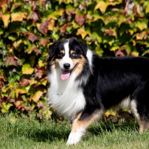 Superbe berger australien de 4 ans testé #2