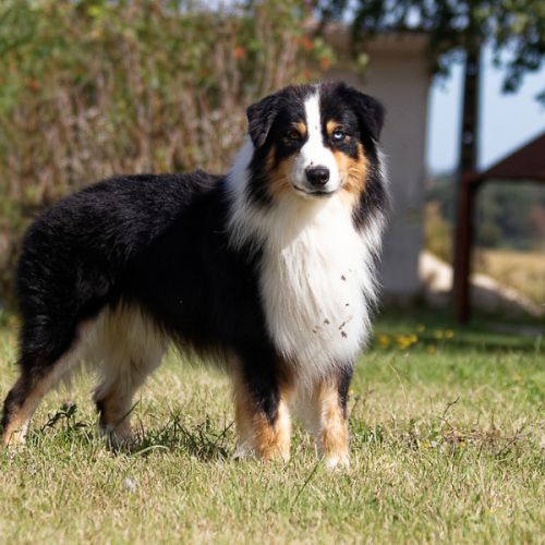 Superbe berger australien de 4 ans testé #4