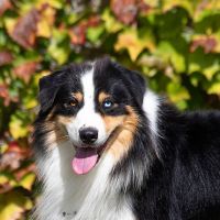 Superbe berger australien de 4 ans testé