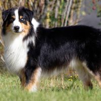 Superbe berger australien de 4 ans testé #3