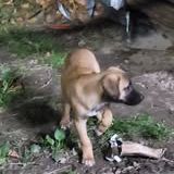 Chien atis à l adoption #2