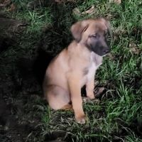 Chien atis à l adoption