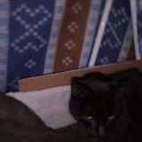 Chat mimine à l adoption #2