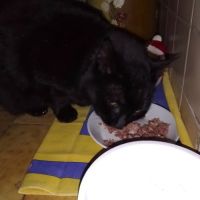 Chat mimine à l adoption #0